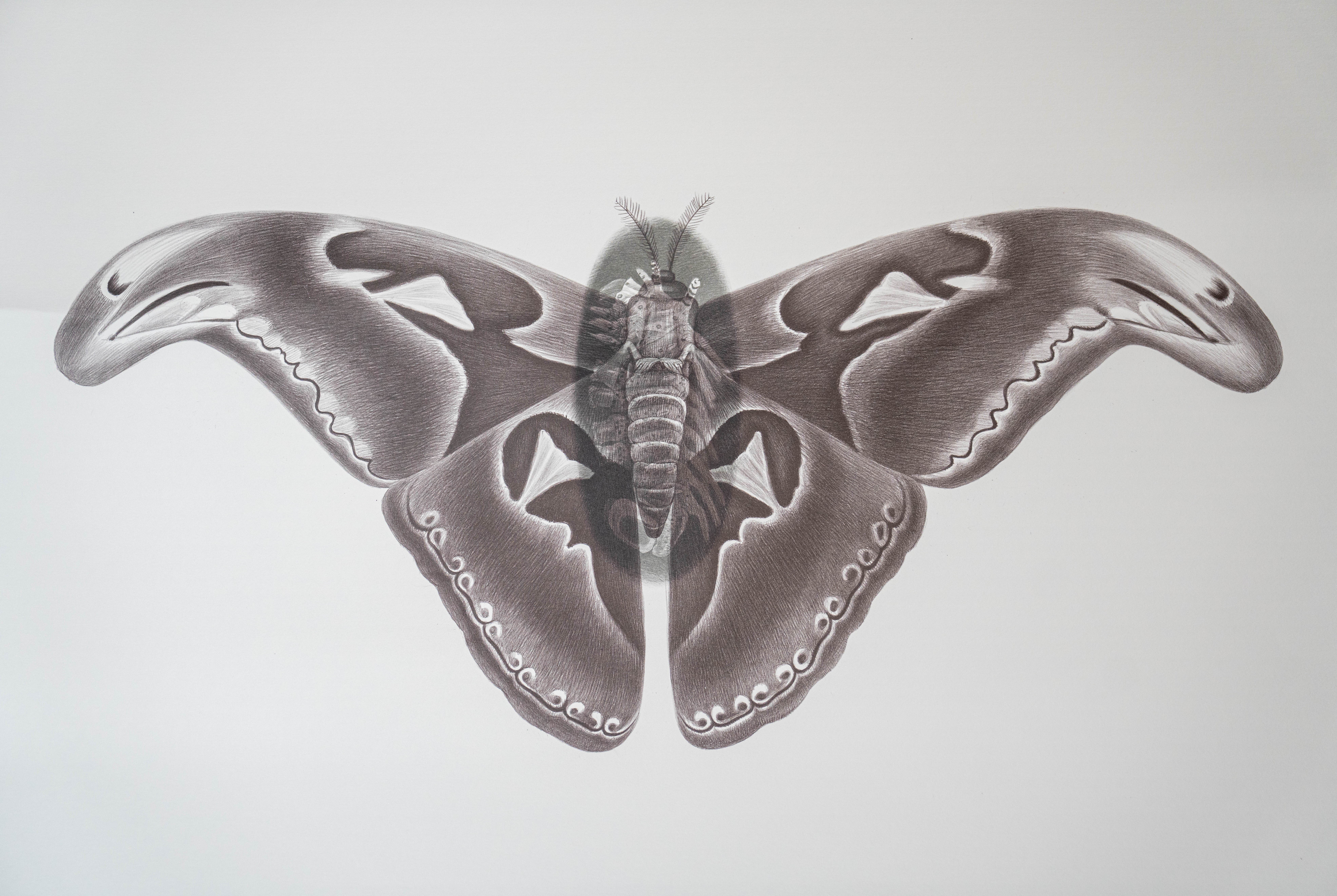 Petr Nikl - Hadí motýl